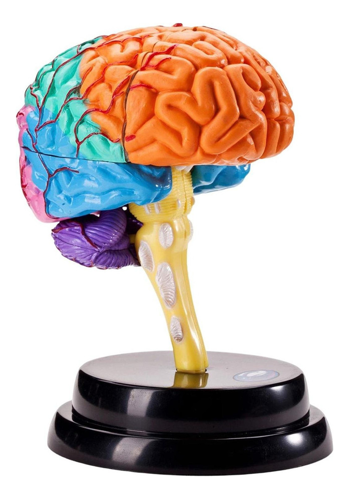 Ferramenta De Anatomia Do Cérebro Modelo De Função - Imagem 2