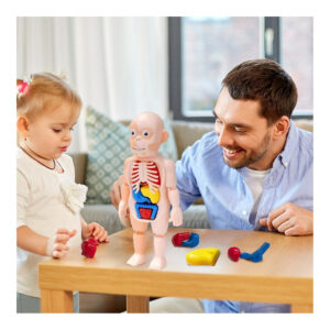 Brinquedo Corpo Humano Infantil Modelo 3d Órgão Humano Anato