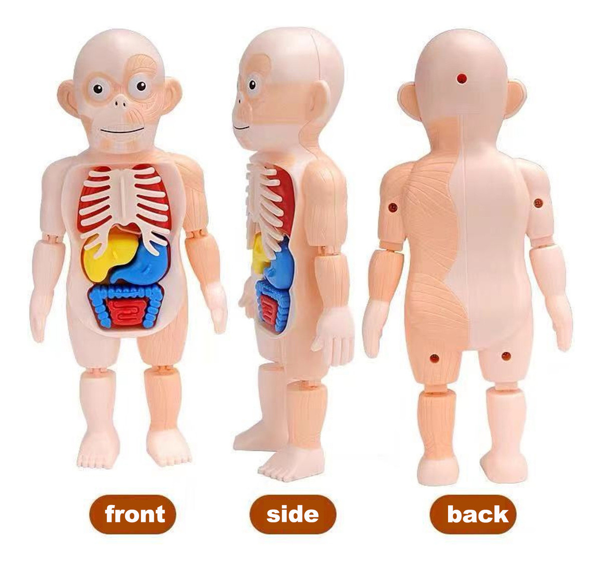 V Brinquedo Infantil Modelo De Corpo Humano 3d Anatomia De Ó - Imagem 3