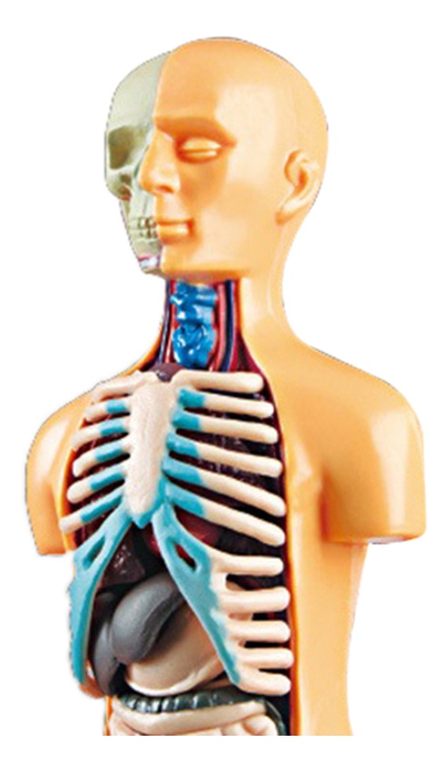 Sala De Aula De Modelo De Corpo Humano De Ciências Com - Imagem 9