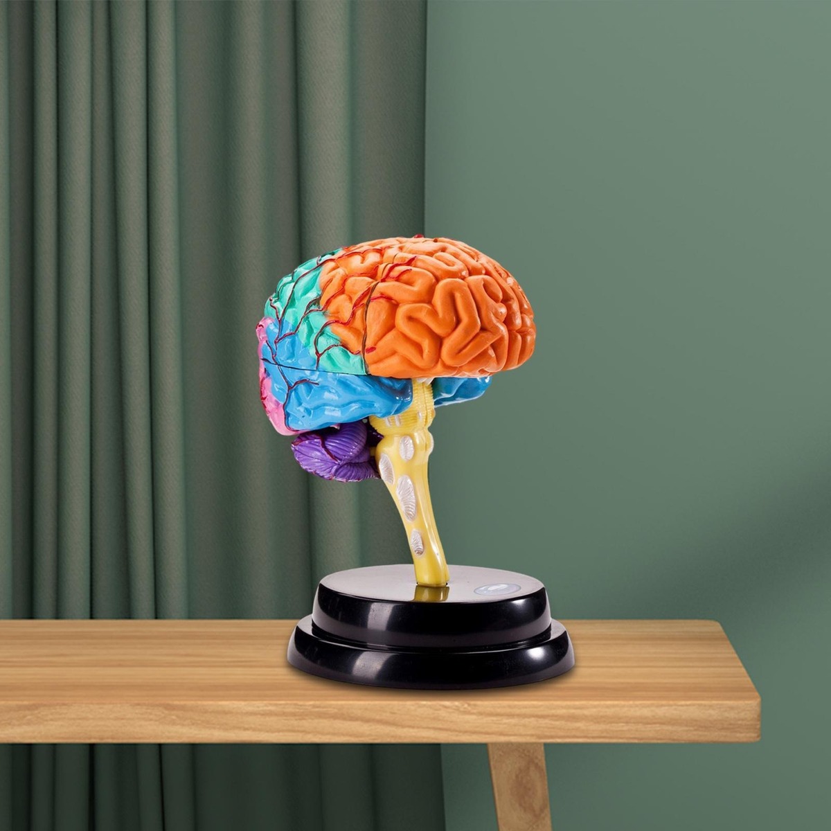 Ferramenta De Anatomia Do Cérebro Modelo De Função - Imagem 7