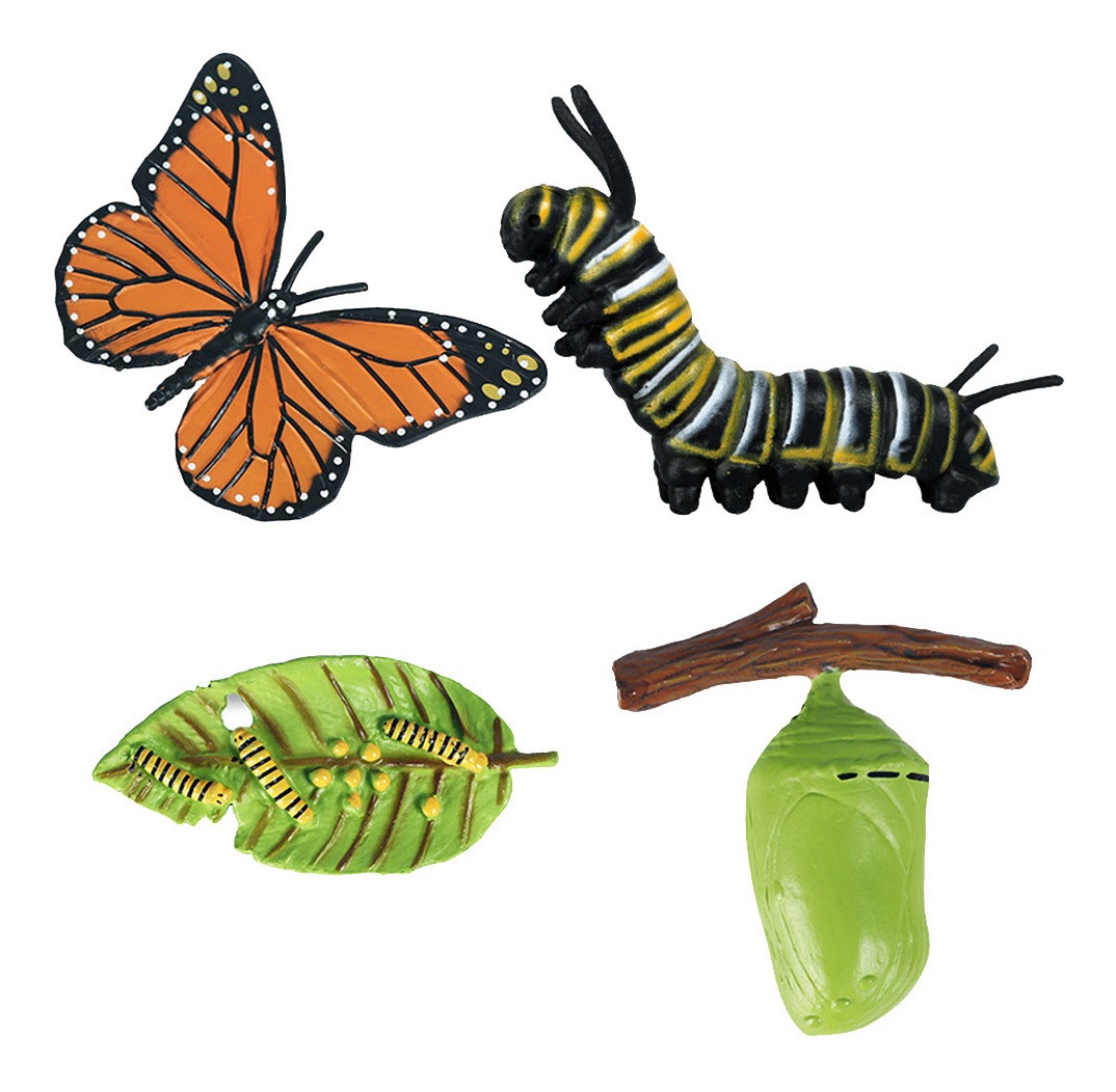 3 Conjunto De Ciclo De Vida De Crescimento De Insetos De - Imagem 2