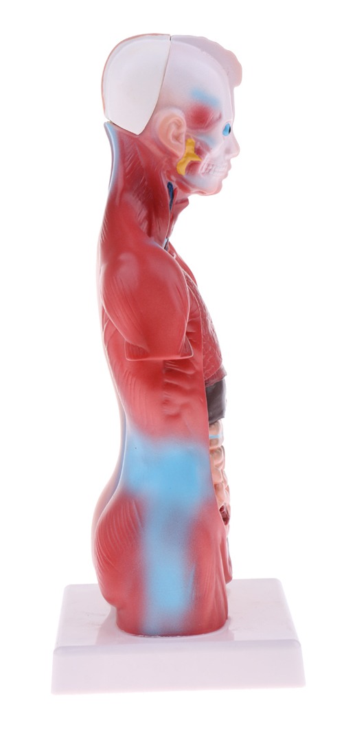 Modelo De Anatomia De Esqueleto De Cérebro De Coração De - Imagem 2