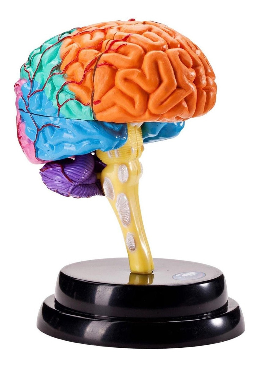 Ferramenta De Anatomia Do Cérebro Modelo De Função