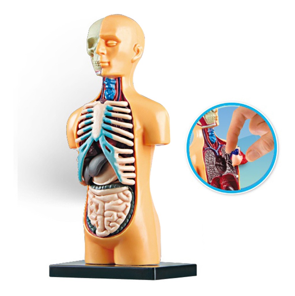 Sala De Aula De Modelo De Corpo Humano De Ciências Com - Imagem 3
