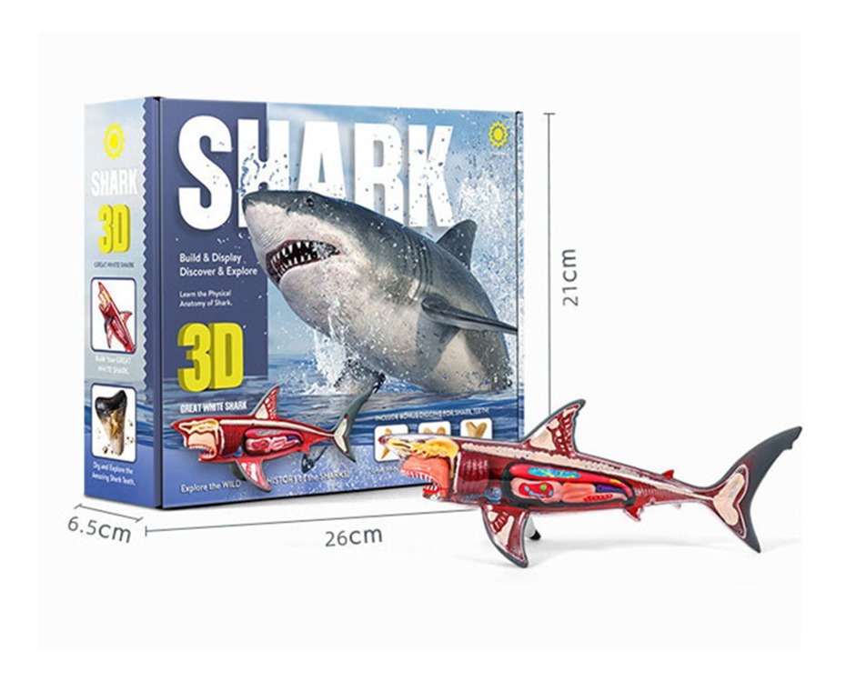 Brinquedos Infantis Criativos De Anatomia De Tubarão 3d - Imagem 2