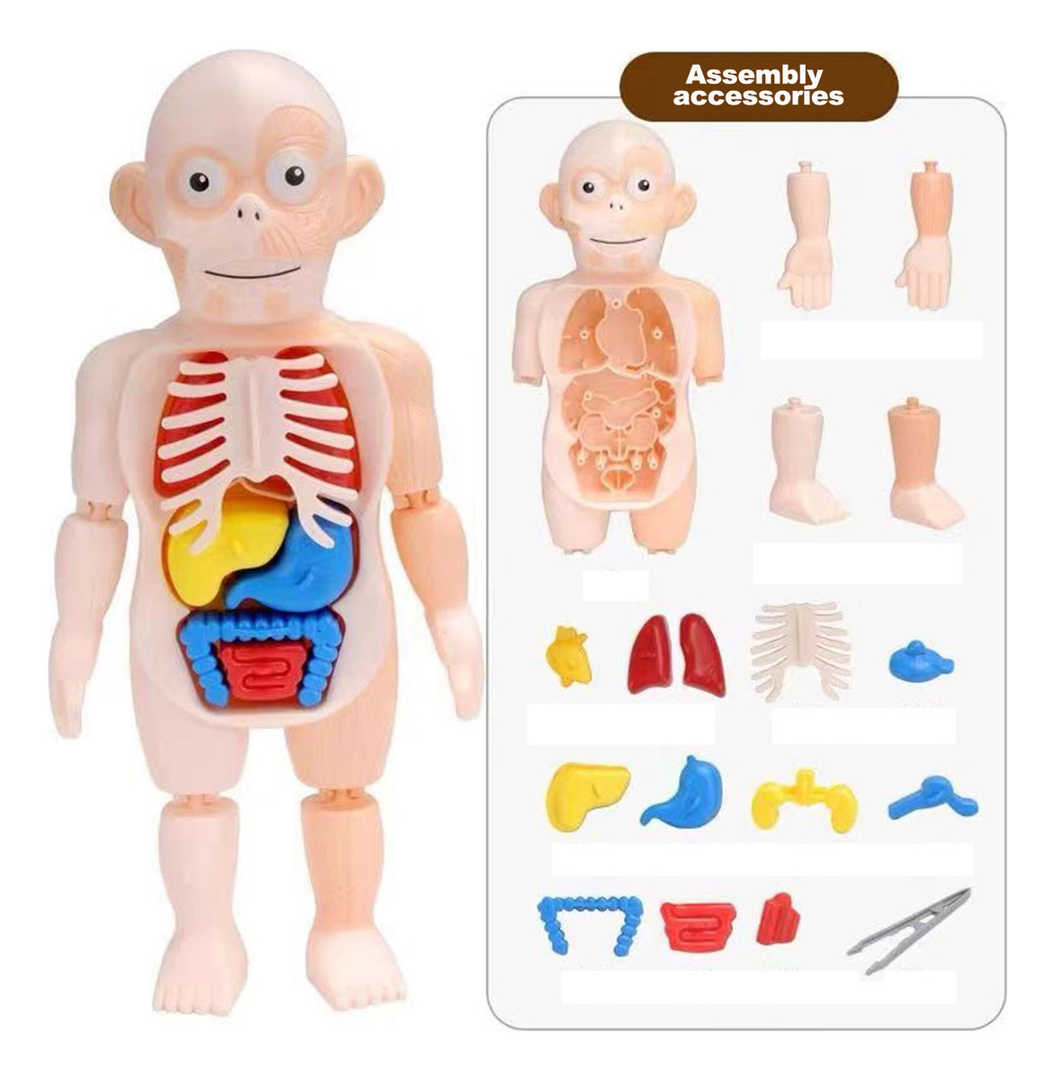 V Brinquedo Infantil Modelo De Corpo Humano 3d Anatomia De Ó - Imagem 8