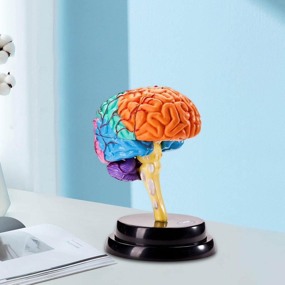 Ferramenta De Anatomia Do Cérebro Modelo De Função - Imagem 6