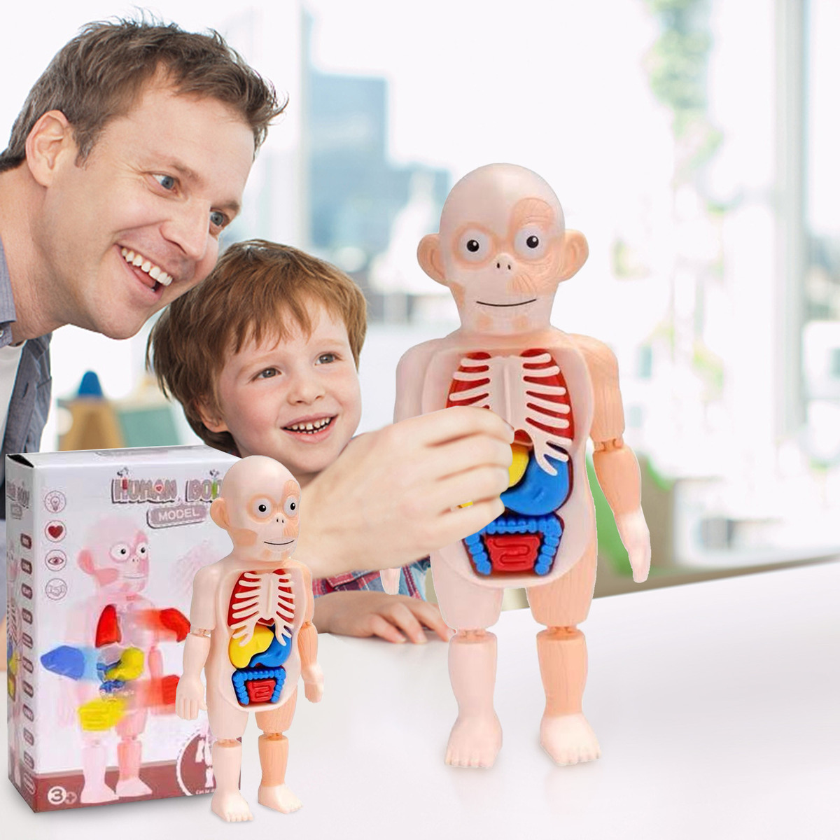 V Brinquedo Infantil Modelo De Corpo Humano 3d Anatomia De Ó - Imagem 6