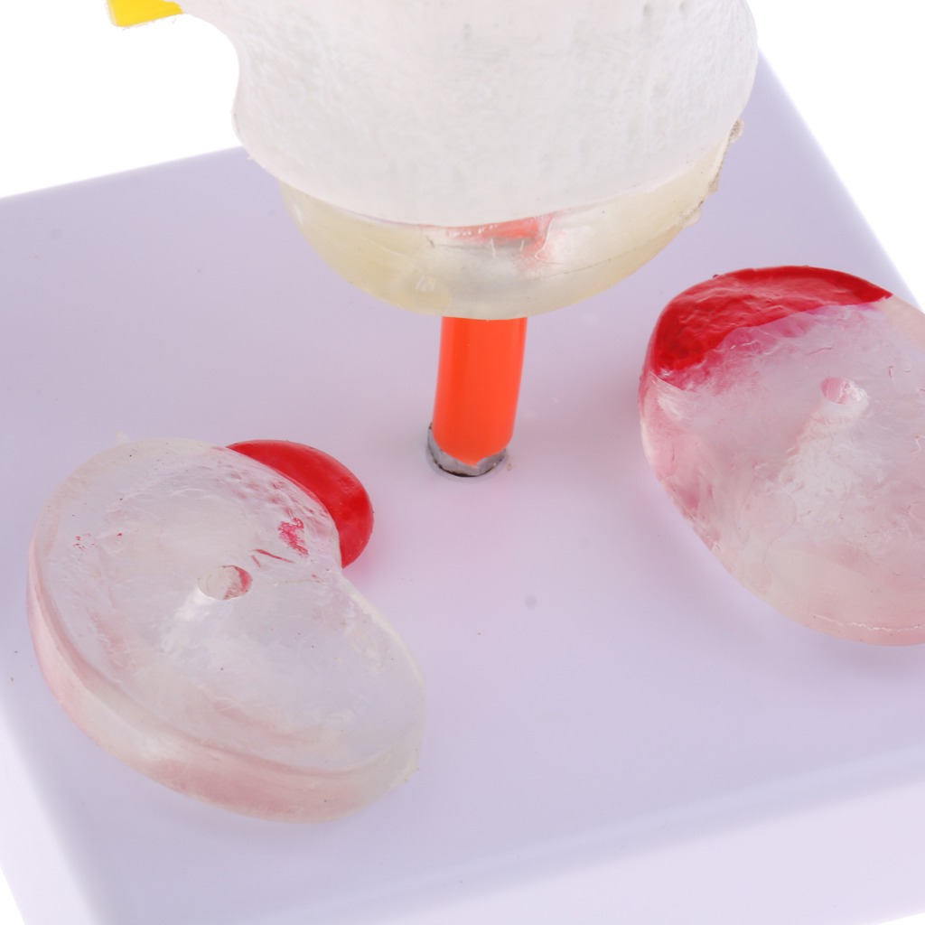 Vértebra Lombar Da Coluna Vertebral Humana 1: 1 Com Modelo - Imagem 6
