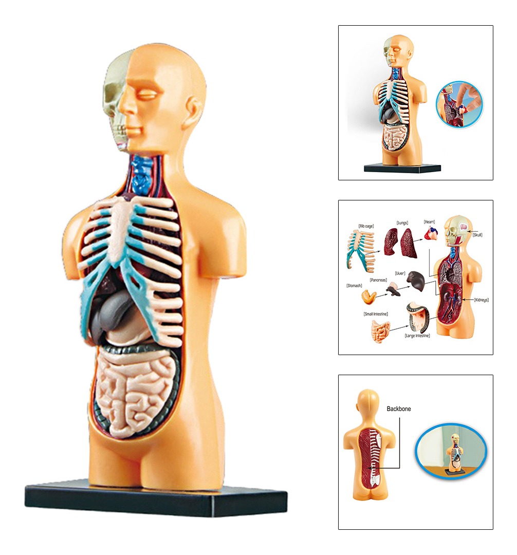 Sala De Aula De Modelo De Corpo Humano De Ciências Com - Imagem 4