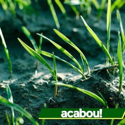 EasyGrow - Verde Exuberante - Imagem 4