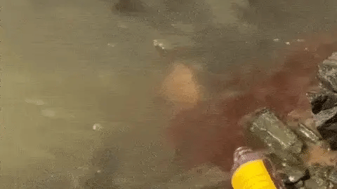 Aromatizador para atrair Peixes