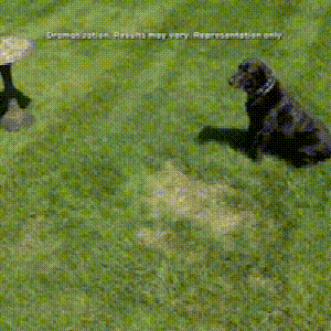 Gif-2