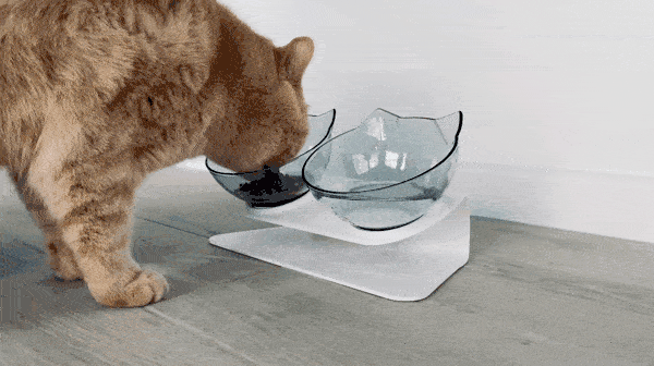 tigela para pets, tigela para gatos, tigela para gato, tigela para cachorro, tigela ortopédica para gatos, tigela ortopédica para gato, tigela ortopédica para cachorro, gato tigela, comedouro para gatos elevado, comedouro para gatos, comedouro elevado para gatos, comedouro elevado, comedouro alto para gatos