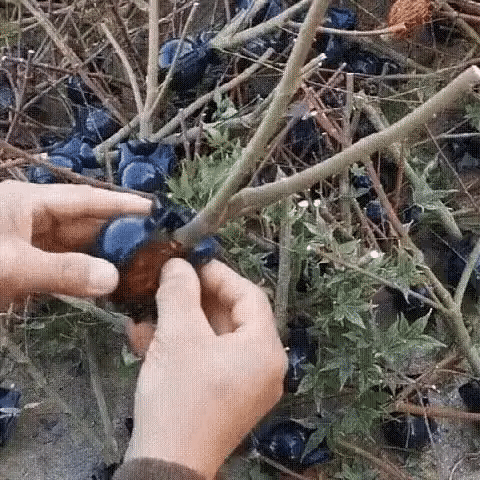 Kit Caixas de Enraizamento para Clonagem de Plantas - Alporquia